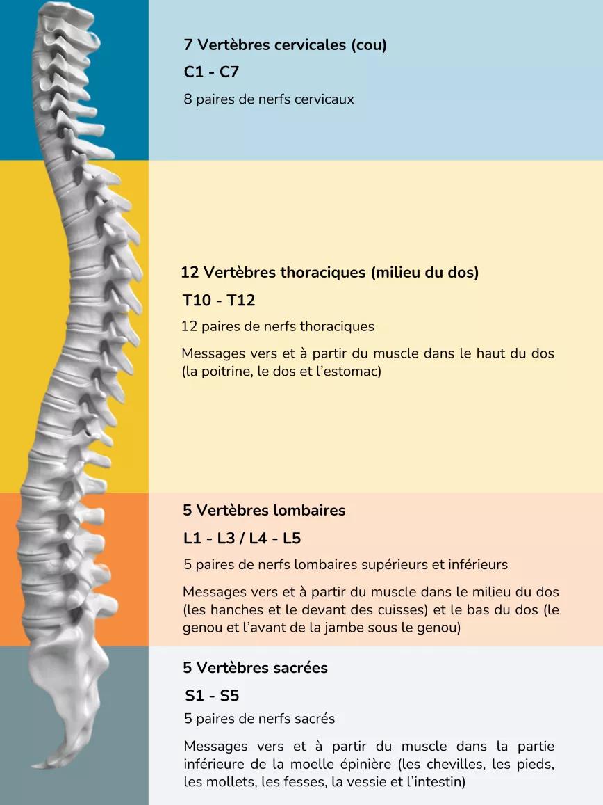 Vertèbres dorsales et lombaires 